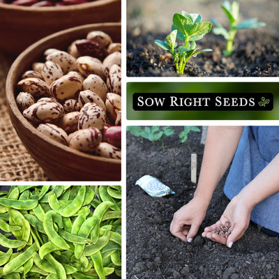 jackson wonder lima bean seeds collage harvest in bowl seedlings growing in garden large harvest planting in garden