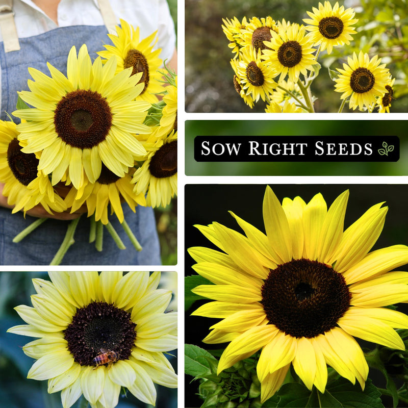 lemon queen sunflower seeds collage bouquet in hand growing in garden bee pollinator blooms blossoms