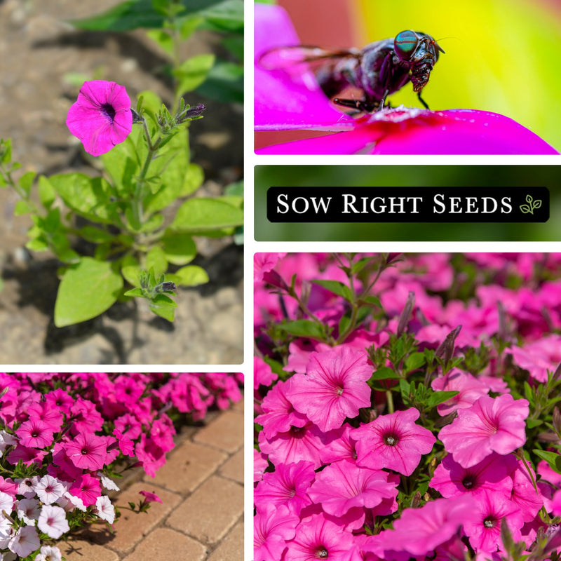 wild violet petunia seeds growing in garden pollinator border sunny blooms