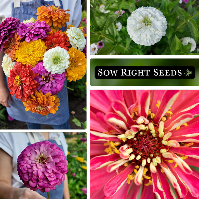 zinnia mix bulk jumbo seeds collage bouquet polar bear luminosa thumbelina multicolored growing in garden