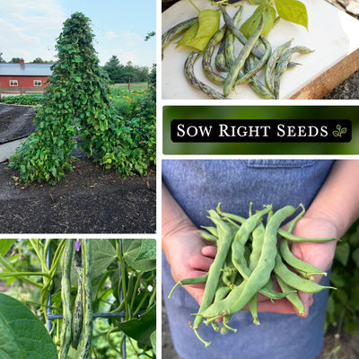 pole bean seed collection collage growing in garden rattlesnake harvest growing on trellis kentucky wonder harvest in hands