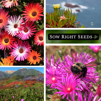 mixed annual iceplant seeds sunny blooms succulent foliage growing in field mountains pollinator bee