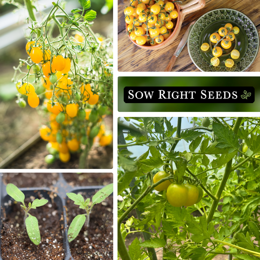seeds tomato planting White Cherry Tomato Seeds for Planting