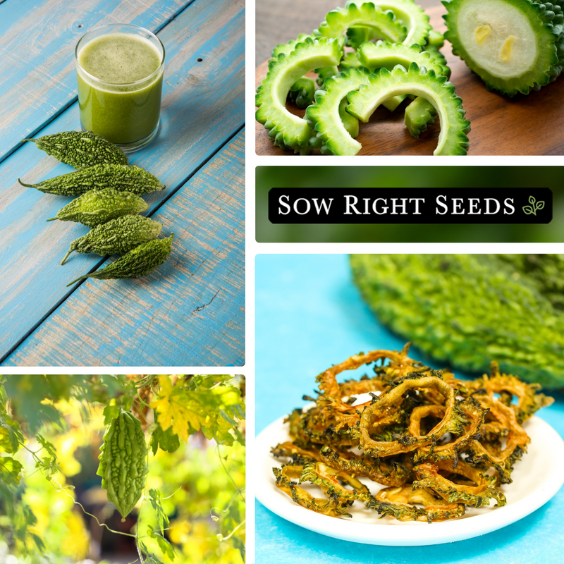 bitter naja gourd seeds collage harvest juice slices growing in garden fried cooked