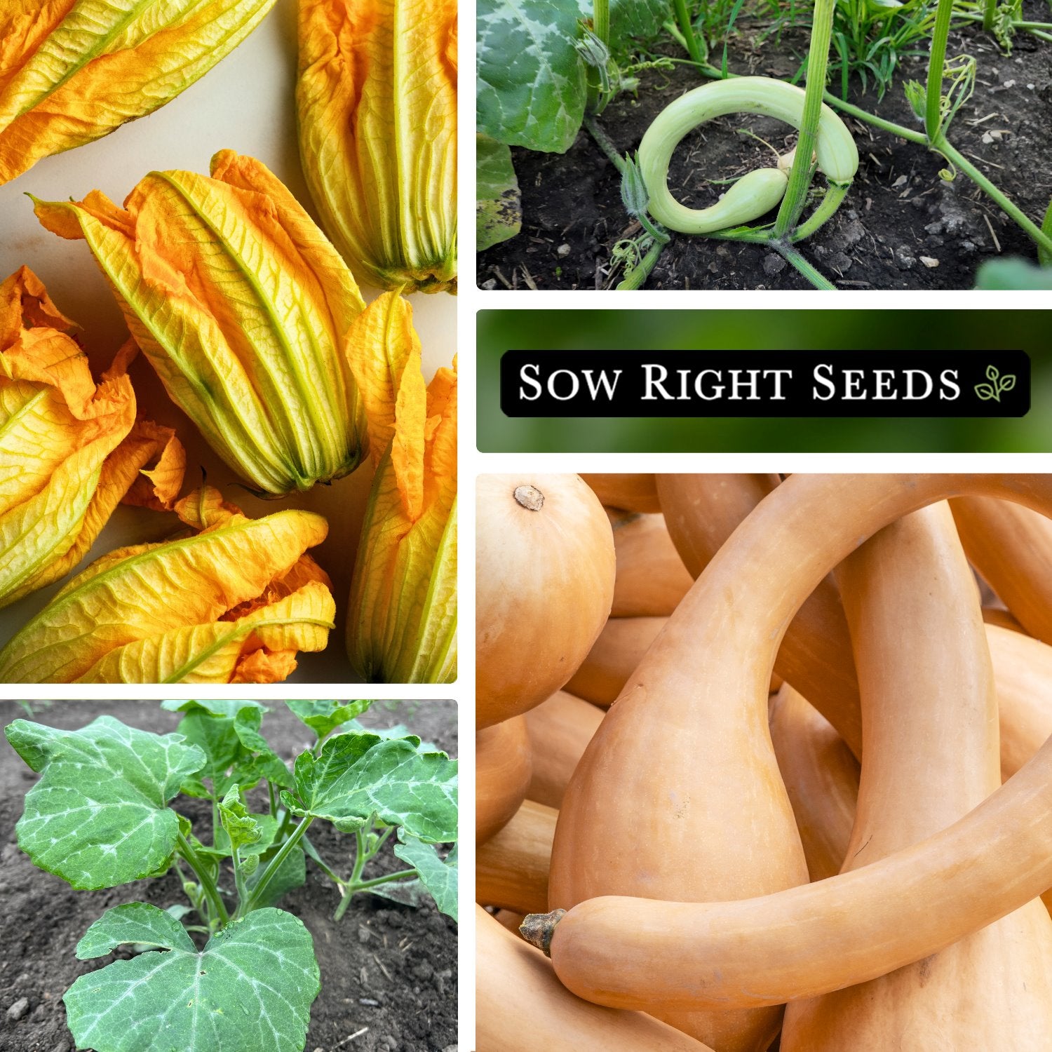 Tromboncino Summer Squash Seeds Rampicante Squash Sow Right Seeds