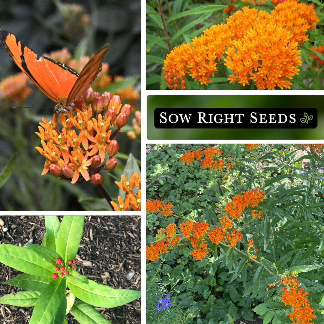 butterfly plant seeds Sow Right Seeds Butterfly Milkweed Seeds; Attract Monarch and Other Butterflies to Your Garden; Non-GMO Heirloom Seeds; Full Instructions for
