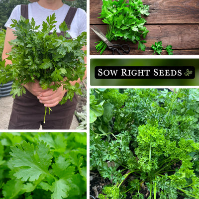 parsley seed collection collage flat leaf curly bouquet harvest growing in garden