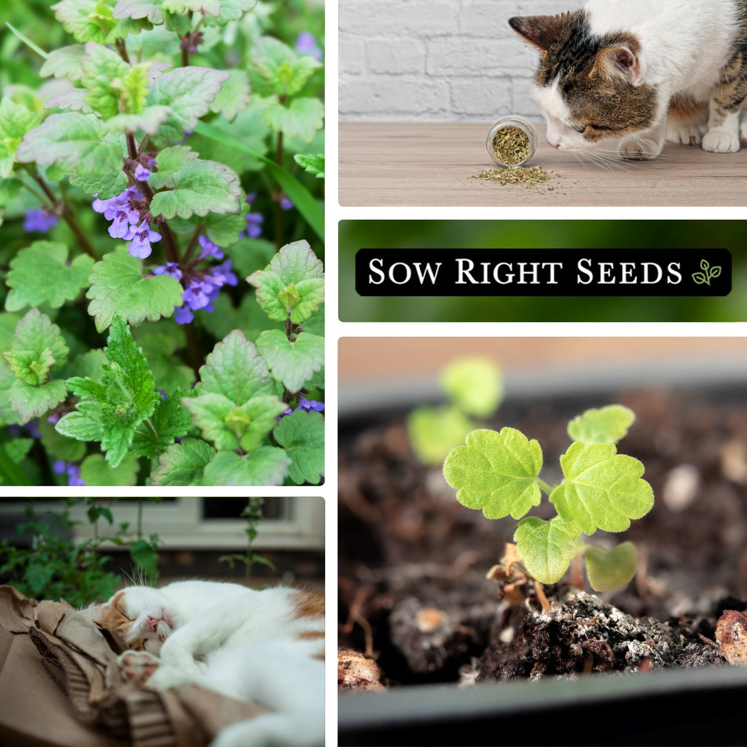 catnip seeds planting instructions Catnip Seeds for Planting