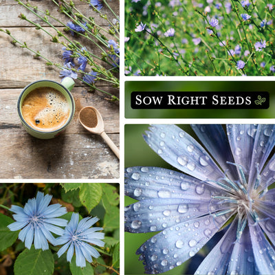 chicory seeds collage herbal tea blossoms growing in garden blooms flowers dew