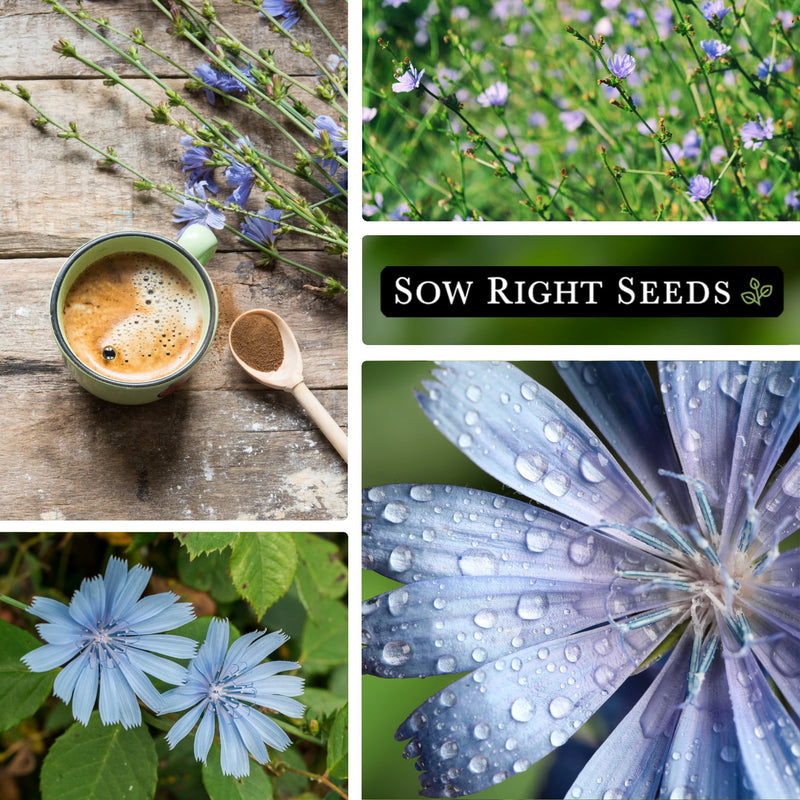 chicory seeds collage herbal tea blossoms growing in garden blooms flowers dew