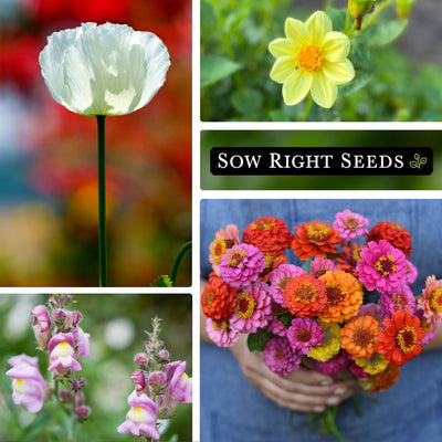 dwarf flower seed collection collage california poppy dahlia snapdragon zinnia bouquet