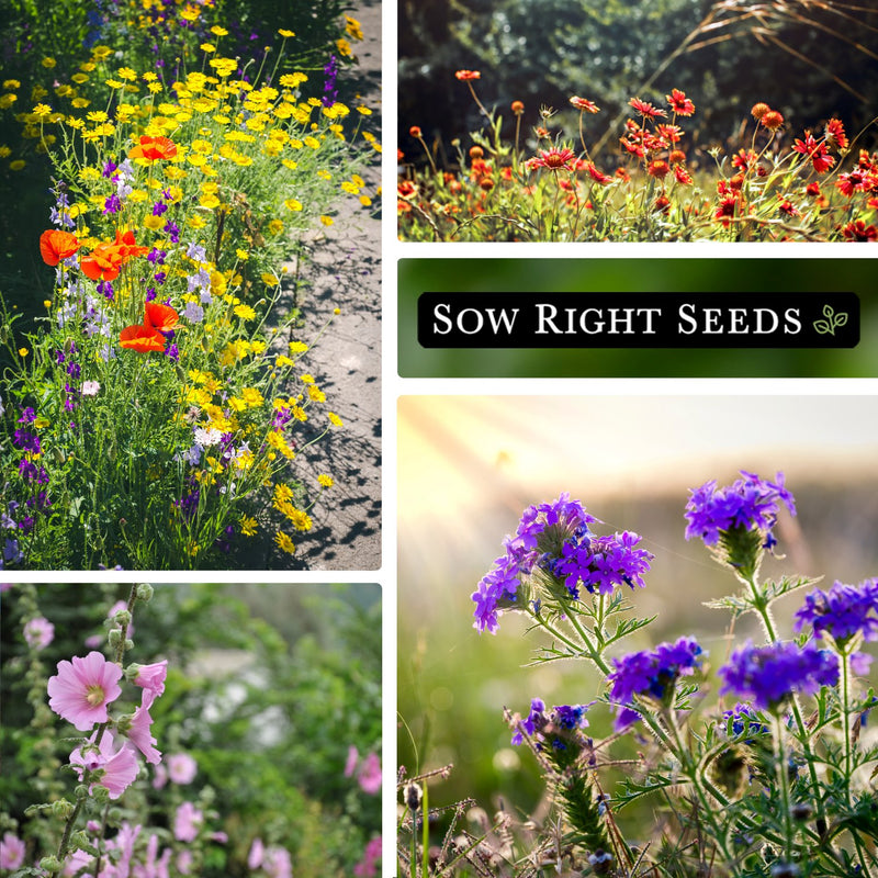 wildflower seeds for southeast Sow Right Seeds - Wildflowers Seeds Mix for Planting in Southeast - Non-GMO Heirloom Varieties to Grow a Wild Flower Garden