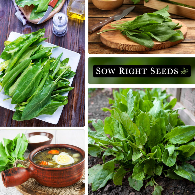 sorrel seeds harvest on plate cutting board soup growing in garden