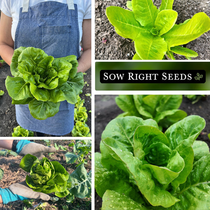 planting little gem lettuce seeds Little Gem Lettuce Seeds for Planting