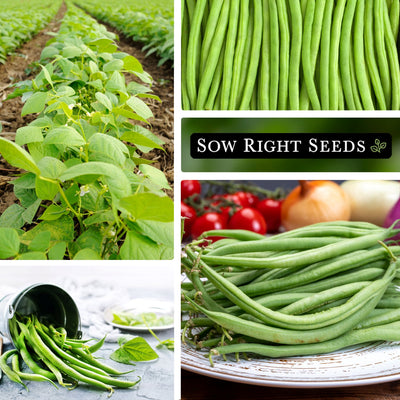 french slenderette bush bean seeds collage growing in garden large harvest in bucket on plate vegetables