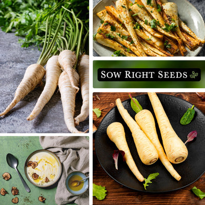 Half Long White Parsnip Mature Plant, Cooked, Plate, Soup