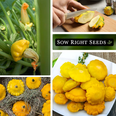 yellow scallop summer squash seeds growing in garden slicing on cutting board large harvest on plate