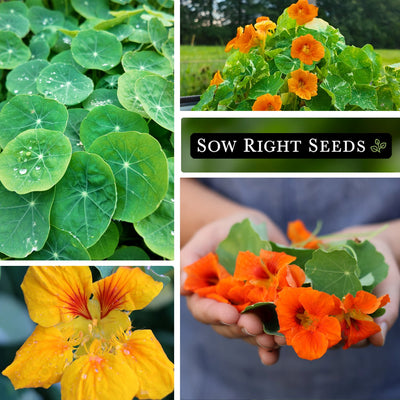 nasturtium seed collection collage leaves growing in raised bed blossoms blooms harvest in hands