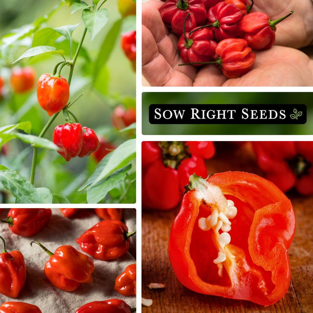 Habanero Red Pepper Seeds for Planting