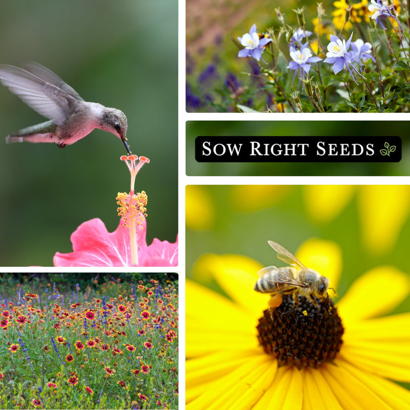 wildflowers mix bulk jumbo seeds collage hummingbird columbine blanket flower bee blanket flower pollinators