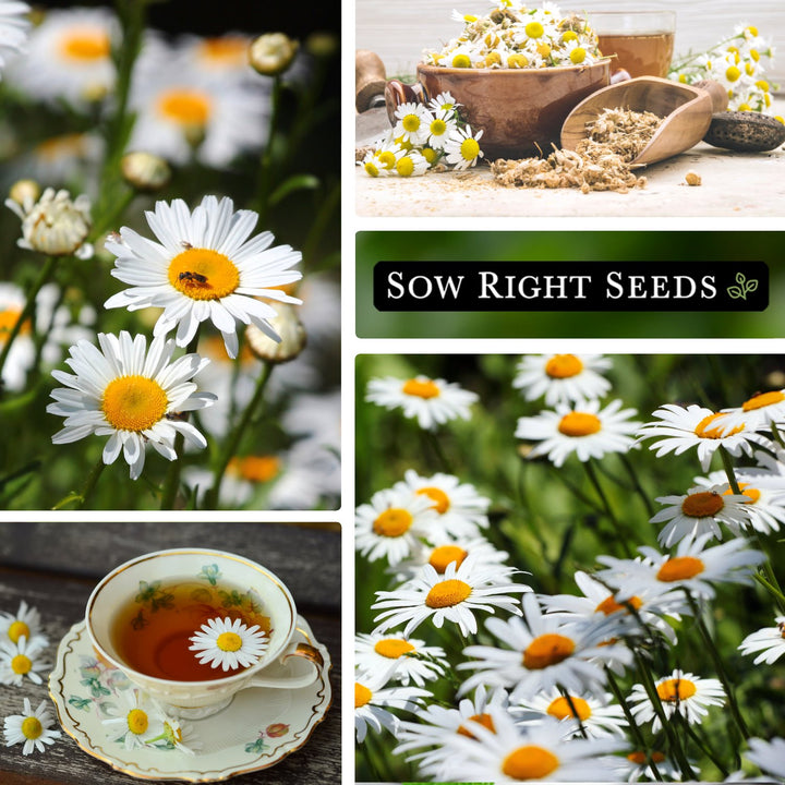 chamomile tea plant seeds German Chamomile
