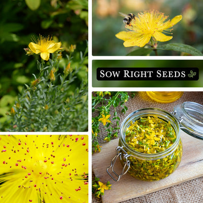 st john's wort seeds collage yellow blossoms blooms flowers pollinator bee harvest jar 