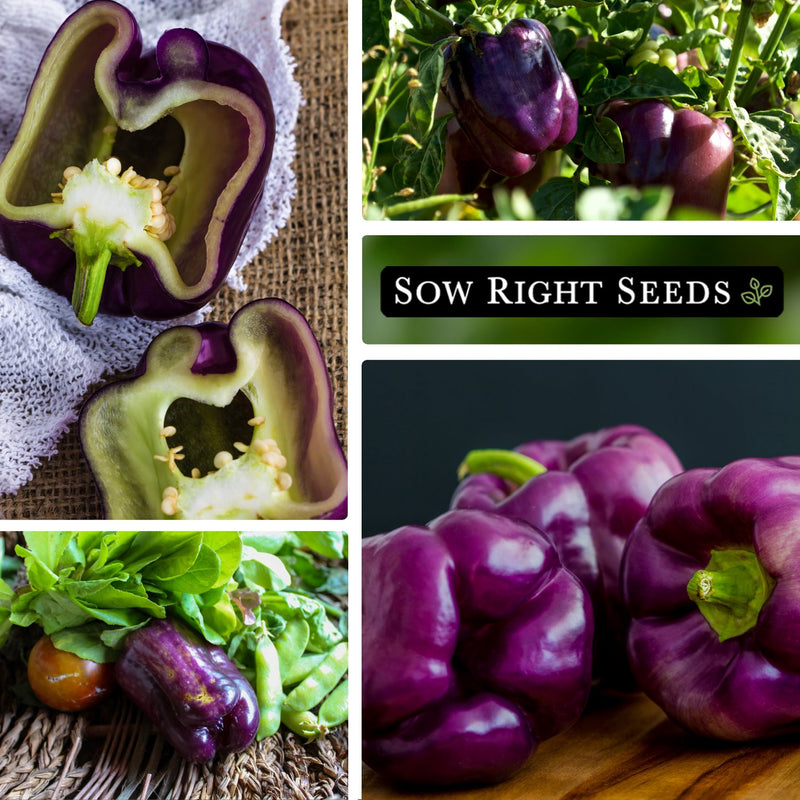 purple beauty pepper seeds collage sliced growing in garden harvest