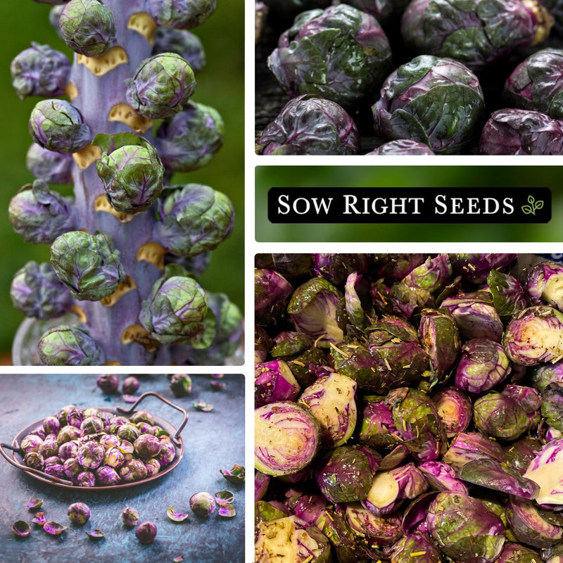 red brussels sprouts seeds collage growing in garden large harvest on plate seasoned