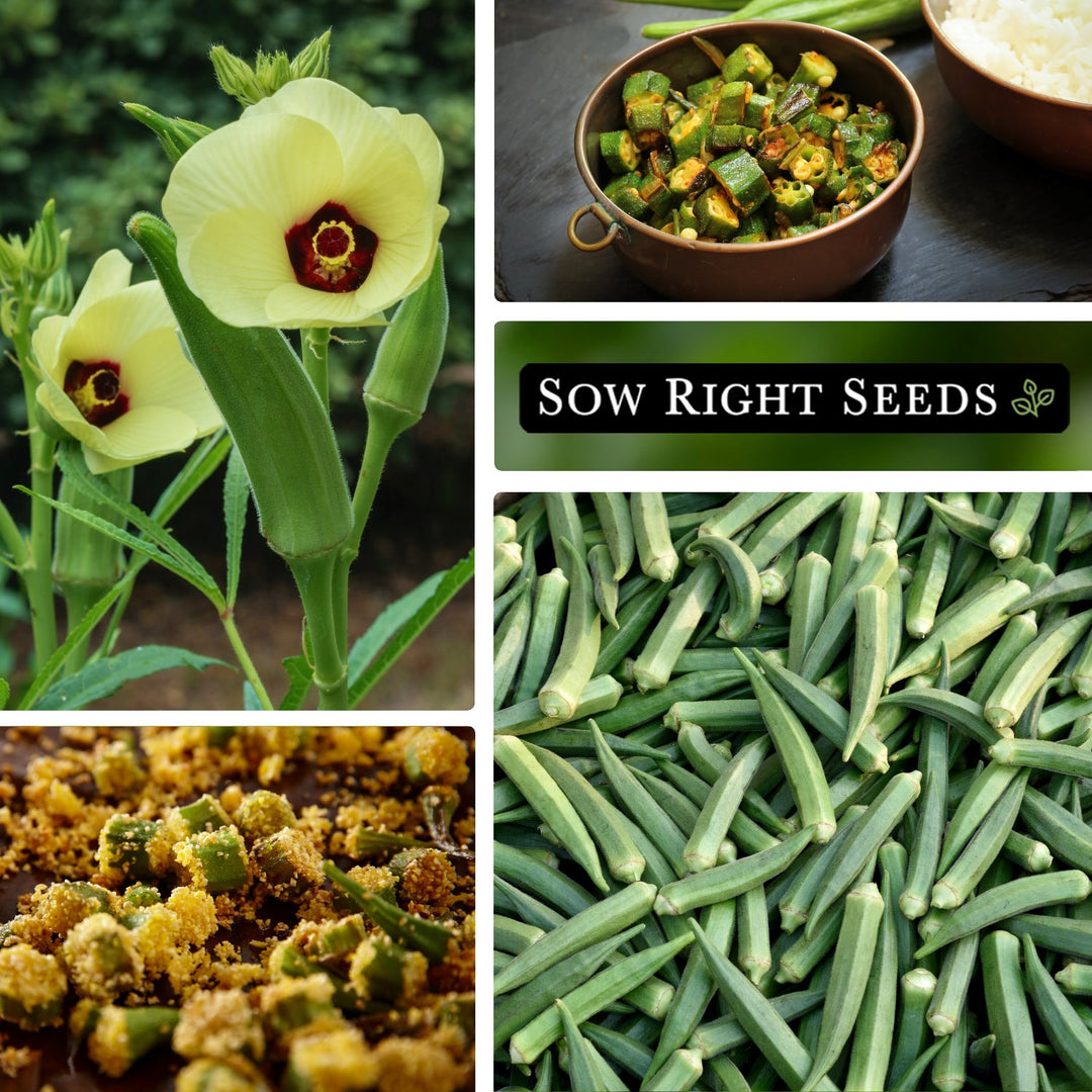 okra seeds for planting Emerald Okra Seeds for Planting
