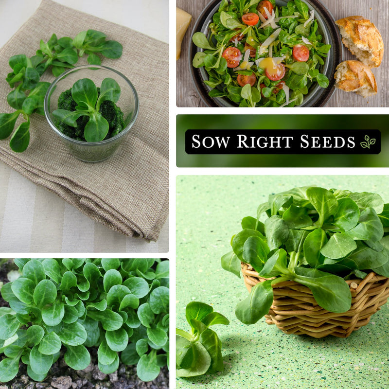 lambs lettuce corn salad seeds collage meal salad growing in garden harvest in basket vegetable