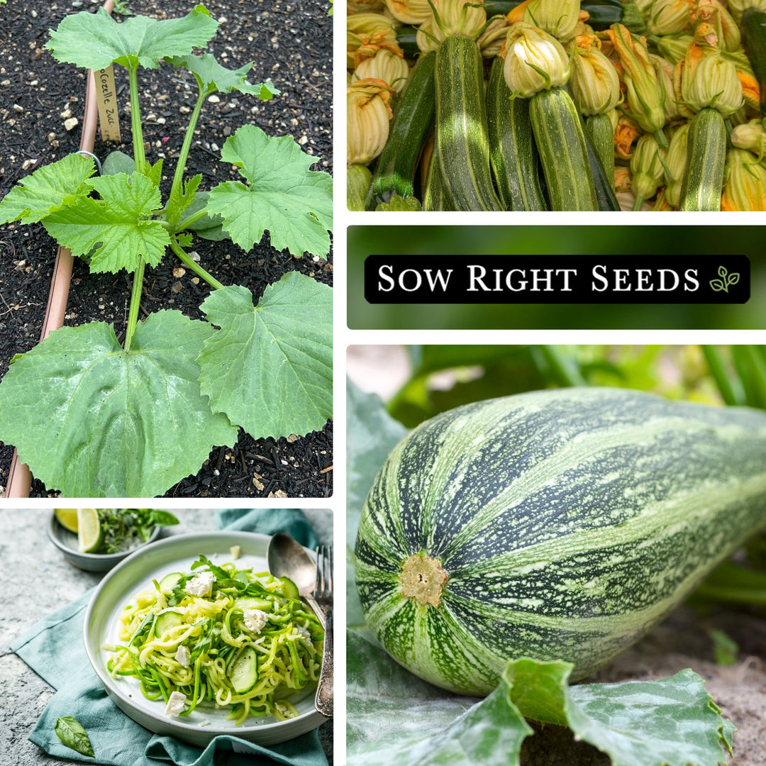 Pul uchun etuk chex ayolni sikish