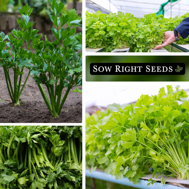 Chinese Celery Seeds for Planting