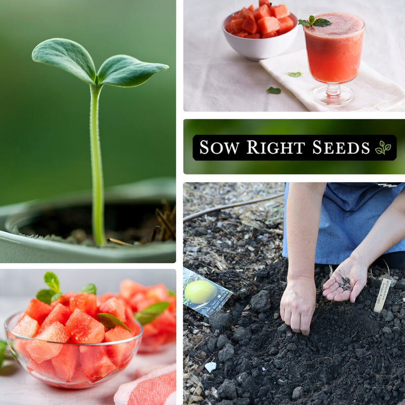 golden midget watermelon seeds seedling growing in tray desserts drinks fruit salad planting in garden