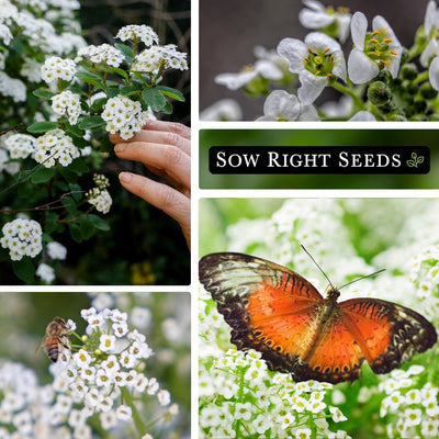 white carpet of snow sweet alyssum seeds holding in hand, closeup of blooms, pollinator bee, butterfly