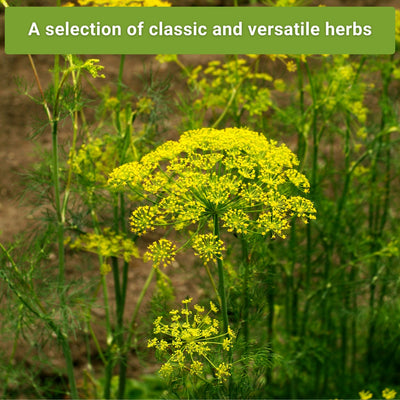 Ten Herb Collection