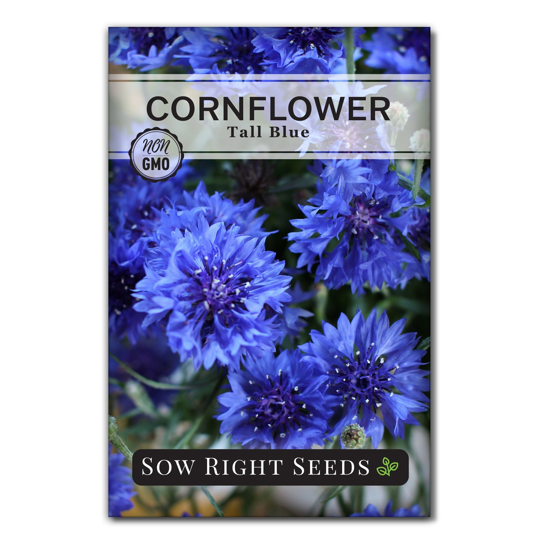 planting blue cornflower seeds Tall Blue Cornflower Seeds