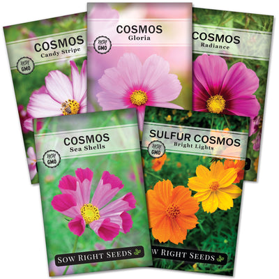 cosmos flower seed collection candy stripe gloria radiance sea shells sulfur bright lights flowers sow right seeds