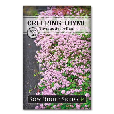 creeping thyme seed packet