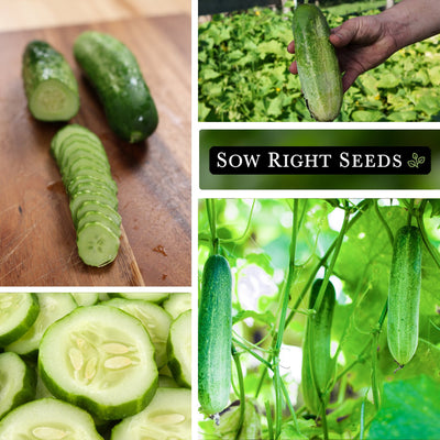 boston pickling cucumber seeds slices harvest in hand growing on vines