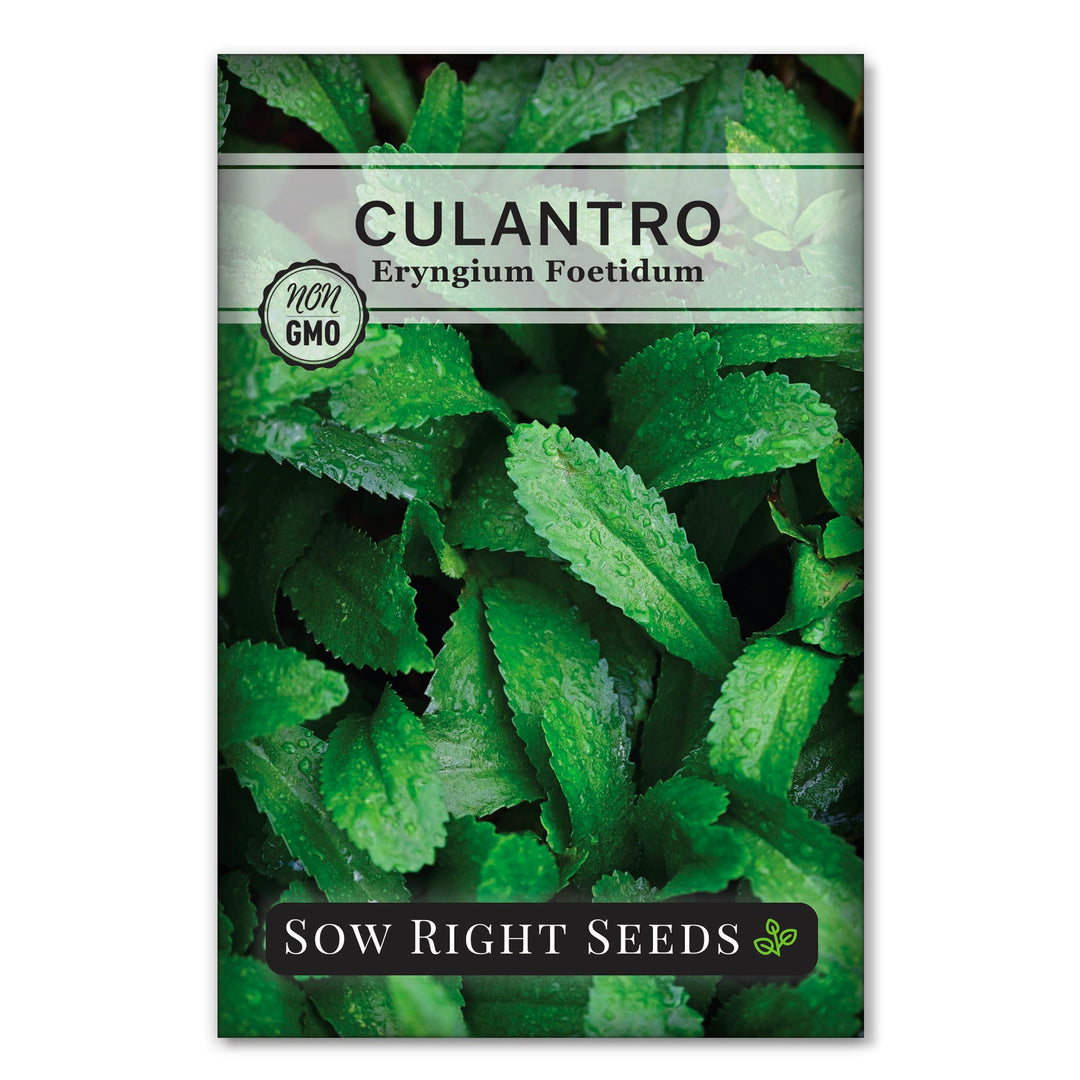 Sow Right Seeds - Culantro Seeds for Planting - Non-GMO Heirloom Packet with Instructions to Grow a Kitchen Herb Garden