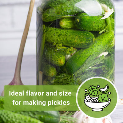 boston pickling cucumber seeds ideal flavor and size for making pickles