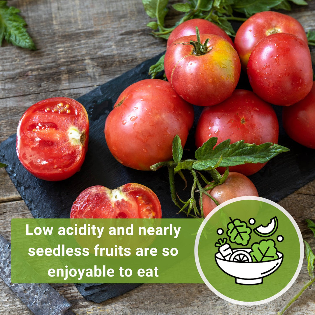 Ponderosa Pink Tomato Seeds for Planting | Rosy Slicer Variety