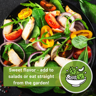 sun drop tomato seeds sweet flavor add to salads or eat straight from the garden