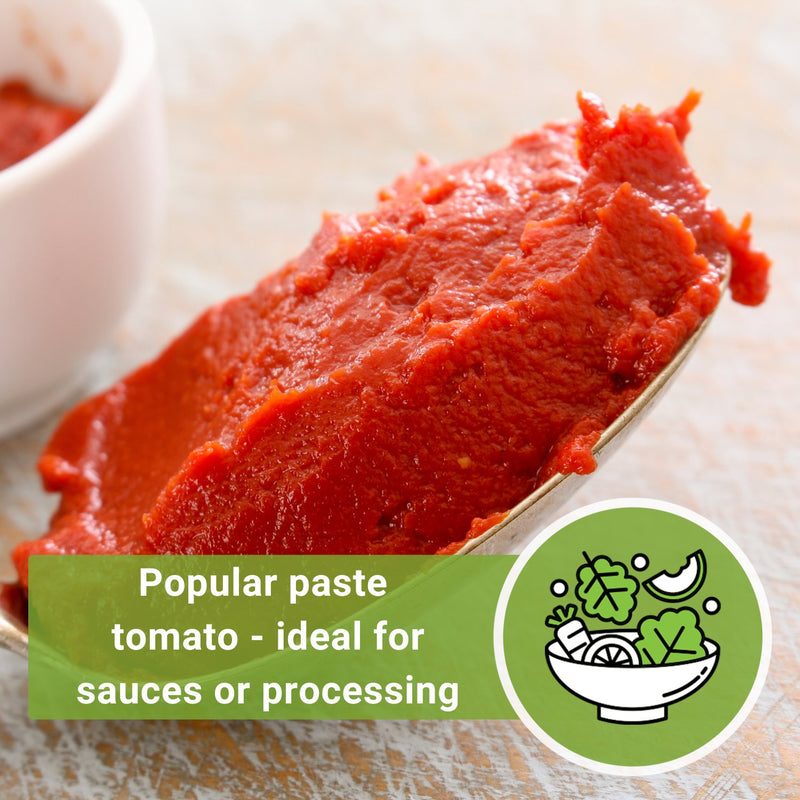 amish paste tomato seeds popular paste tomato ideal for sauces or processing