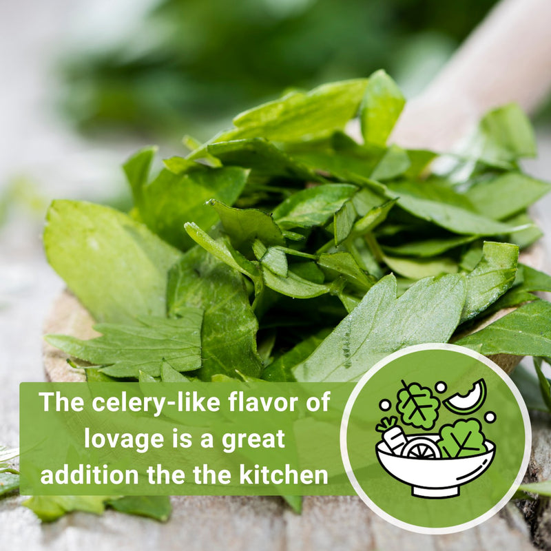 lovage the celery-like flavor of lovage is a great addition  in the kitchen