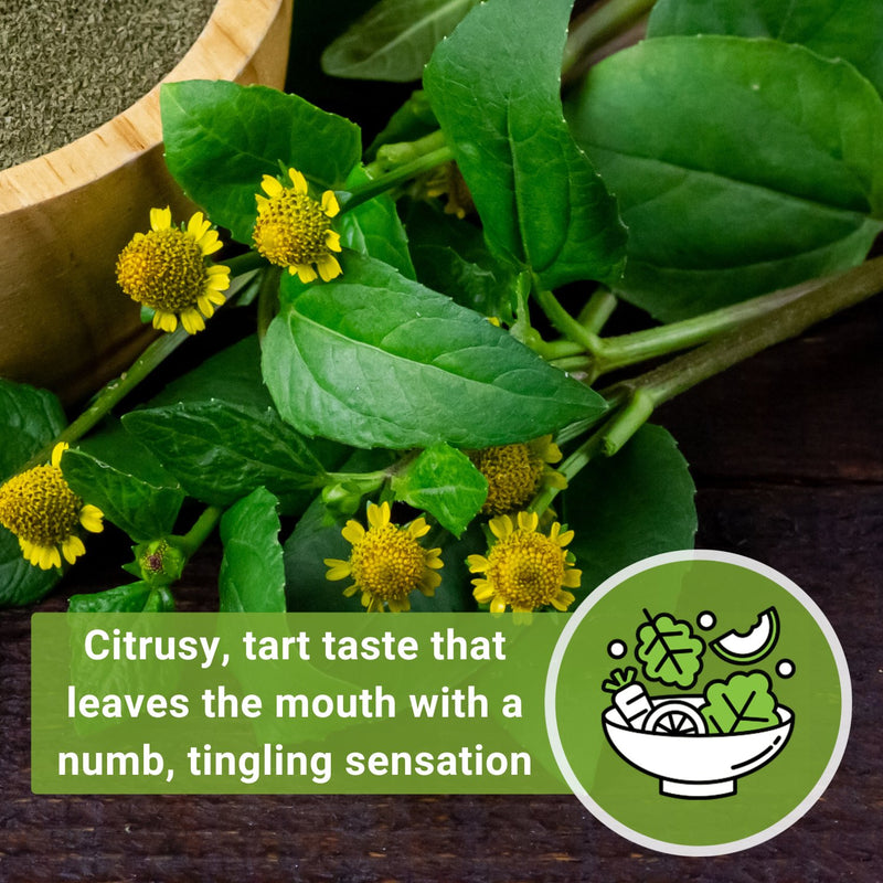 Toothache Plant Seeds