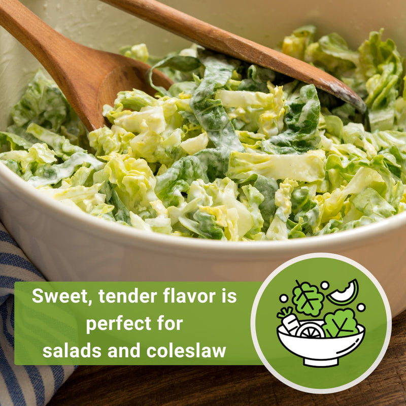 jersey wakefield cabbage seeds sweet tender flavor is perfect for salads and coleslaw
