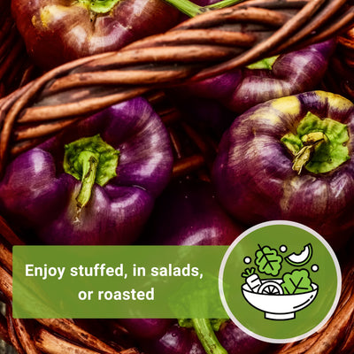 purple beauty pepper seeds enjoy stuffed in salads or roasted