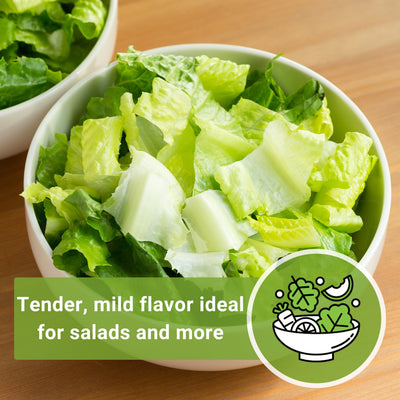 parris island lettuce seeds tender mild flavor ideal for salads and more