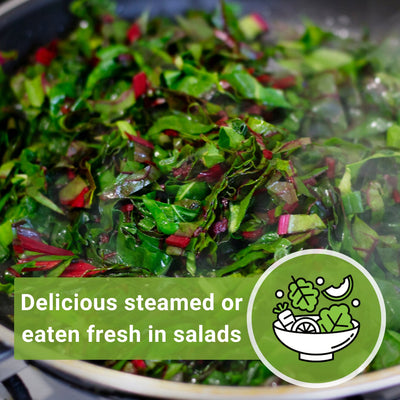 ruby red swiss chard seeds delicious steamed or eaten fresh in salads